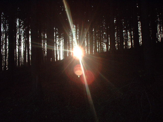 hier schaut die Abendsonne durch die B�ume
